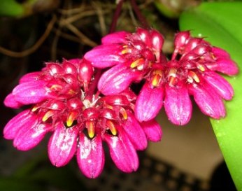Bulbophyllum corolliferum